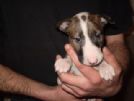 allevamento amatoriale-bullterrier e bulldog inglesi