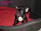 bulldog inglese,francese e bullterrier-prezzi pazzi