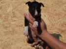bulldog e bullterrier standard garantiti-prezzi pazzi