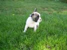 bulldog inglese femmina e francese femmina