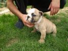 bullterrier standard e bulldog inglesi
