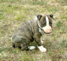 bulldog inglesi e bullterrier standard