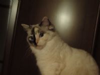 Gatti Ragdolls OriginalDolls