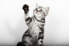 in arrivo cucciolata british black silver tabby