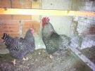 polli ornamentali pollo ornamentale marans,araucana,australorp