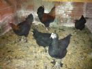polli ornamentali pollo ornamentale marans,araucana,australorp