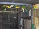 agapornis roseicollis opalini e roseicollis nt