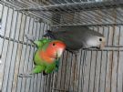 inseparabili agapornis da riproduzione e imbecco