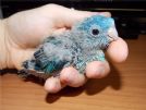 parrocchetto barrato da imbecco - bolborhynchus lineola