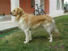 golden retriever per accoppiamento