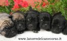 cuccioli canecorso alta genealogia