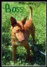 boss - regale podenco !!!