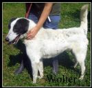 WALTER - regale collie bianco e nero