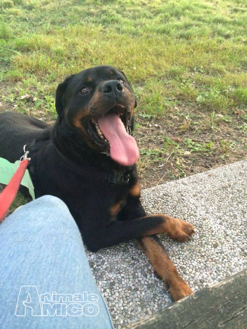 cesar rottweiler adozione rottweiler da volontario a bologna cani rottweiler in adozione cesar cesar rottweiler adozione rottweiler da volontario a bologna cani rottweiler in adozione cesar