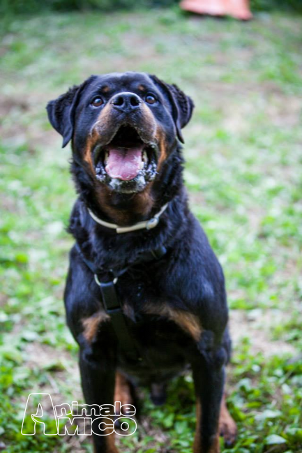 cesar rottweiler adozione rottweiler da volontario a bologna cani rottweiler in adozione cesar cesar rottweiler adozione rottweiler da volontario a bologna cani rottweiler in adozione cesar