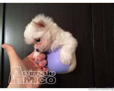 Cani Maltese Toy In Regalo Cuccioli In Regalo Ad Ancona