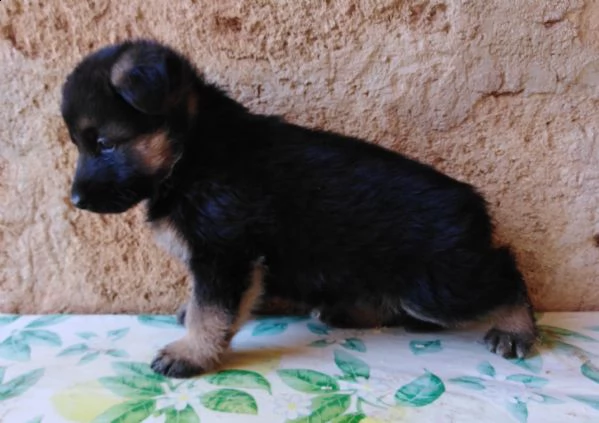 pastore tedesco super cuccioli con pedigree  | Foto 2