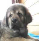 ECCEZIONALI E RARI CUCCIOLI DI MASTINO TIBETANO
