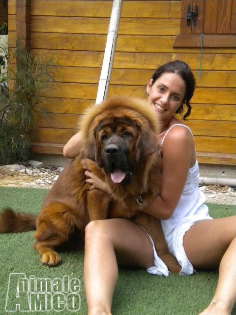 Home - Felici Animali - del Paradiso di Cani Havanezer