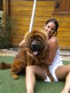 ECCEZIONALI E RARI CUCCIOLI DI MASTINO TIBETANO