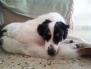 peach 11 mesi di dolcezza - abbandonata perche' bimbo allergico