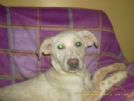 5 cuccioli aragonesi stanno aspettando voi!!!!! aiutiamoli!!!!!!!!!!!!!!!!!!!!!!!!!!