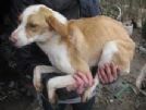 dana................ 2 anni dalla bosnia settentrionale arriva in italia in cerca di amore!!!!!!!!!!!!!!!!!