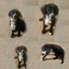 zara - incrocio belga-border.................................