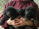 quattro cuccioli 2 maschi 2 femmine incrocio border maremmano