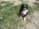 adozione del cuore per lillo meticcio border collie. napoli