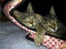 due mici fiv + cercano casa x nn finire in gattile