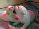 cuccioli di labrador retriever con pedigree