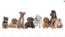 Pensione familiare per cani