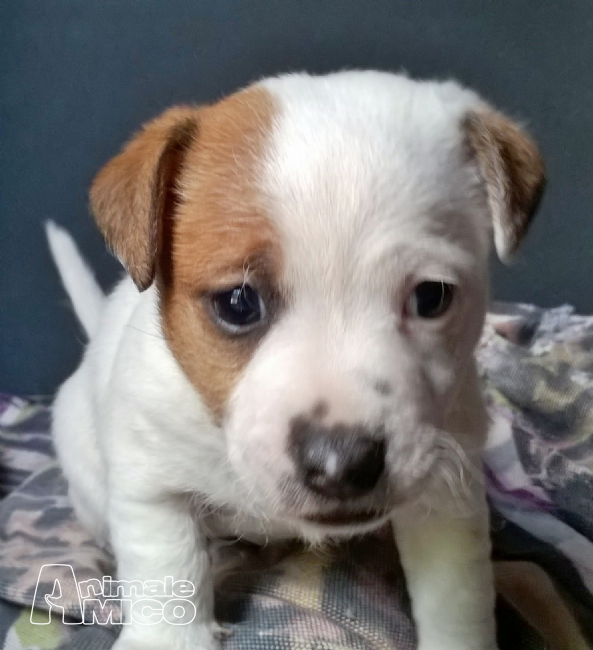 Jack Russel Zampa Corta In Regalo