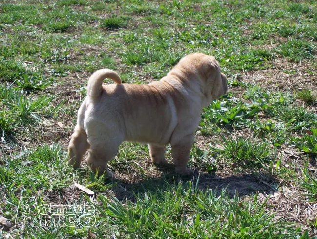 cuccioli sha pei con pedigree | Foto 0