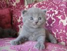 Cuccioli di Certosino con pedigree disponibili ad Aprile