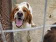 giovane magnifico breton puro in adozione in tutto il centro nord: burt