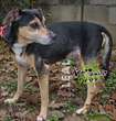 cagnolino minuscolo abbandonato in canile è disperato: sax