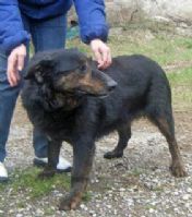 il cane più brutto del canile: anacleto, buffo, dolce e simpaticissimo.