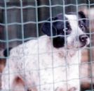 canetto cresciuto in gabbia senza affetto: winny aspetta ancora