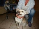 adozione urgente: perla cagnolina dolce piccola taglia giovanissima - si affida ovunque