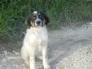cucciolino incrocio setter irlandese cerca mamma da amare: totò -adottabile anche centro nord