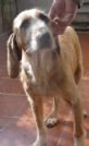 splendido equilibrato mix spinone pelo ruvido: adotta tommy!