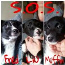 che meraviglia! 3 cuccioli tipo border collie adorabili aspettano una mamma- adottabili in tutto centro nord
