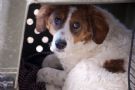 balù cucciolone di 10 mesi cerca casa