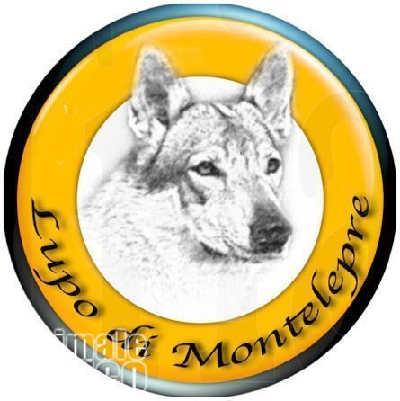 in cerco cuccioli di cane lupo cecoslovacco in regalo regalo e in adozione su adottamisubito.it. raider è un bellissimo miciotto di sconti abbonamenti