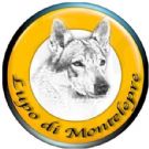 Cuccioli selezionati di cane lupo cecoslovacco