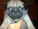 cuccioli di carlino