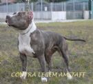 Cuccioli di Amstaff (American Staffordshire Terrier) blu