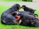 cuccioli di rottweiler- nipoti della vincitrice mondiale expo